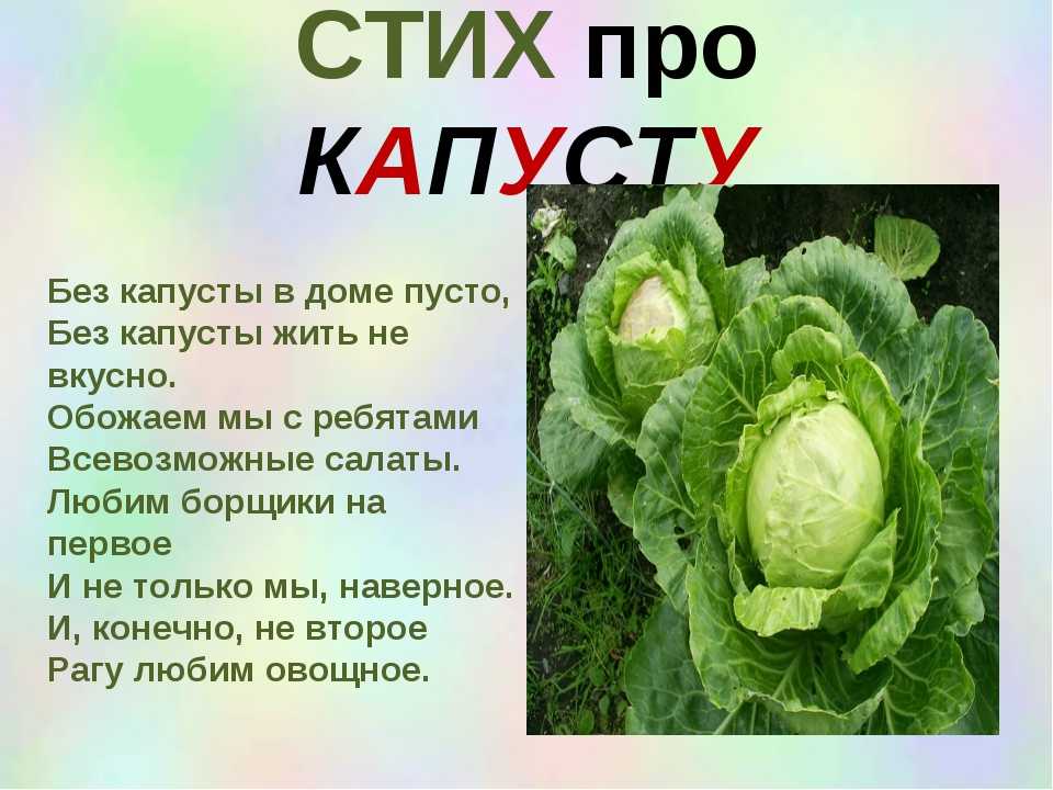 Презентация про капусту
