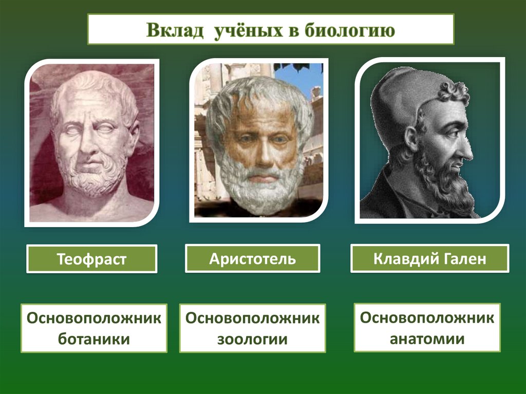 Вклад ученого в развитие биологии таблица. Гиппократ Аристотель Теофраст. Вклад ученого в биологию Аристотель.