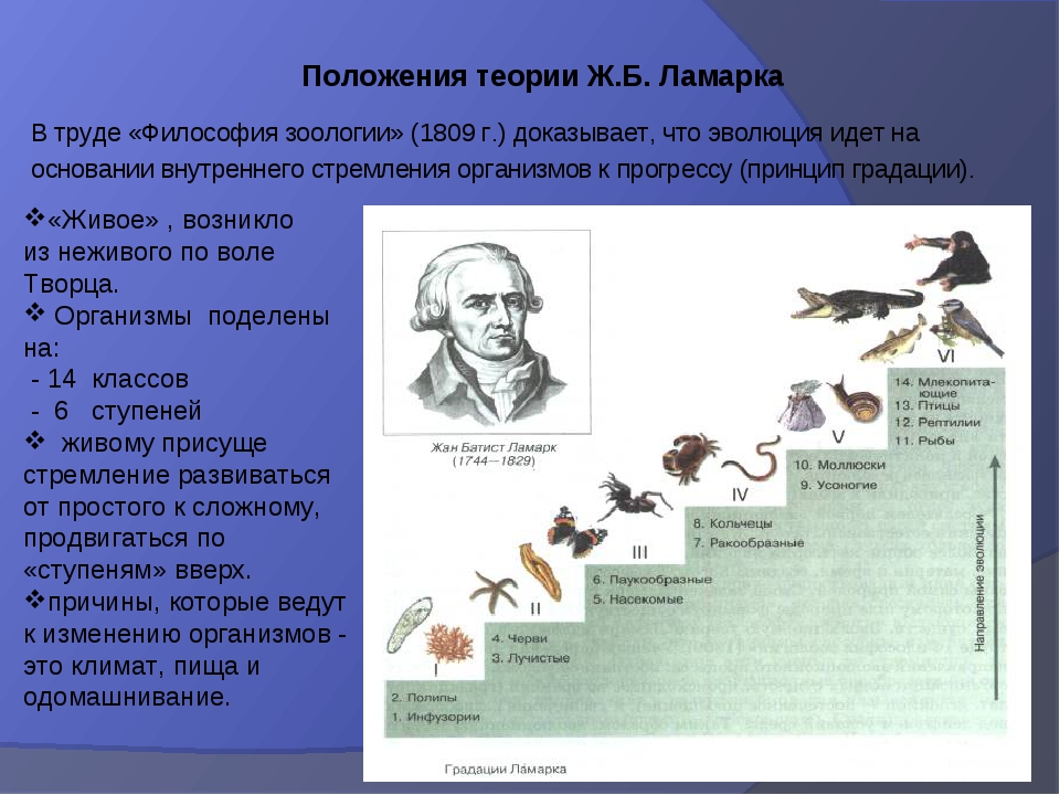 Виды произошли путем. Жан Батист Ламарк философия зоологии. Жан Батист Ламарк теория эволюции. Жан Батист Ламарк теория эволюции иллюстрация. Философия Ламарка 1809.