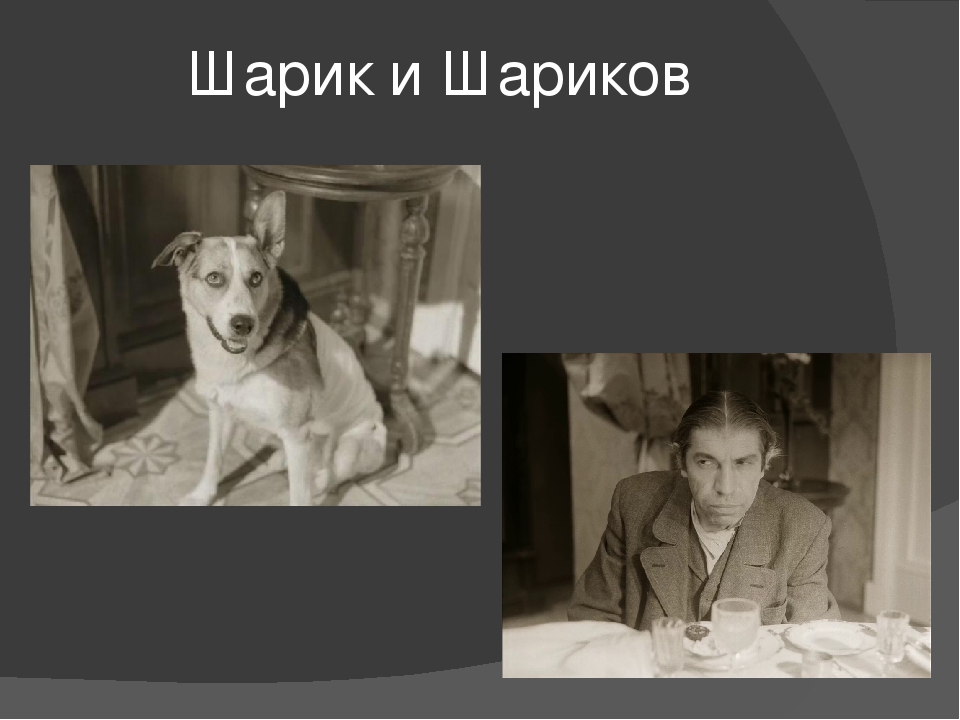 Шариков описание. Шариков из собачьего сердца. Собачье сердце шарик. Собака из собачьего сердца. Шарик из повести Собачье сердце.