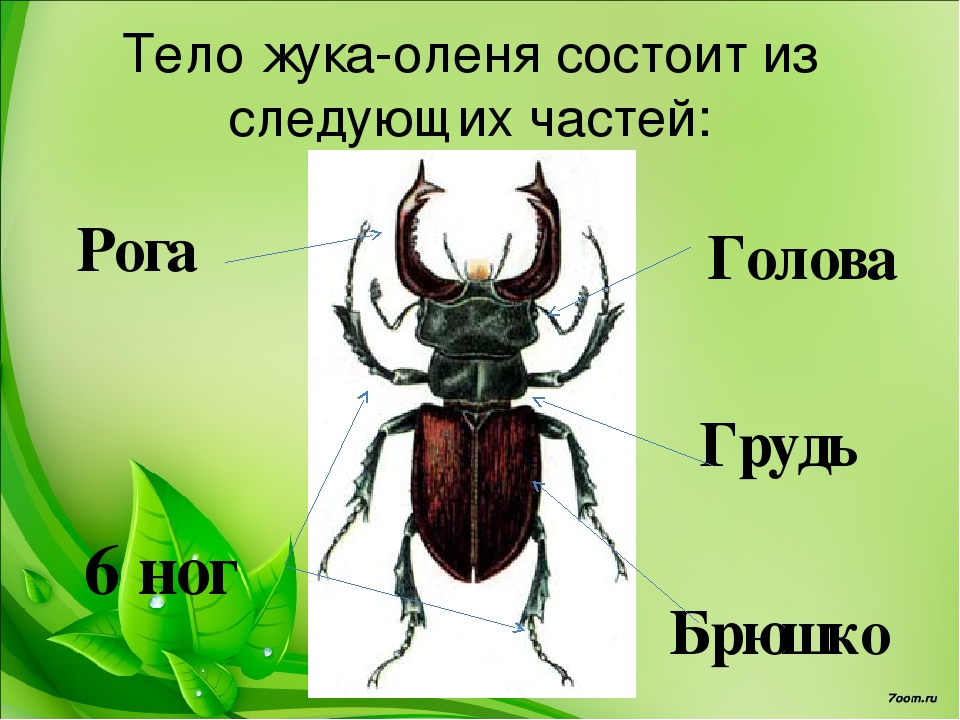 Какое тело жук