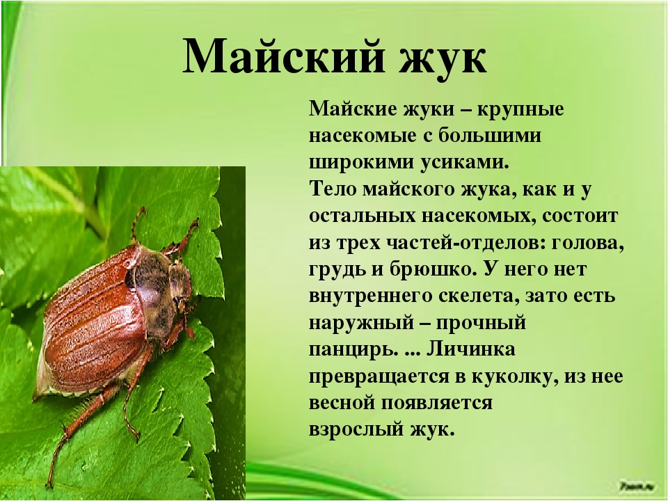 Майские жуки среда обитания. Майский Жук хрущ. Шаранка Майский Жук. Майский Жук (хрущ Майский). Майские жуки, или майские хрущи.